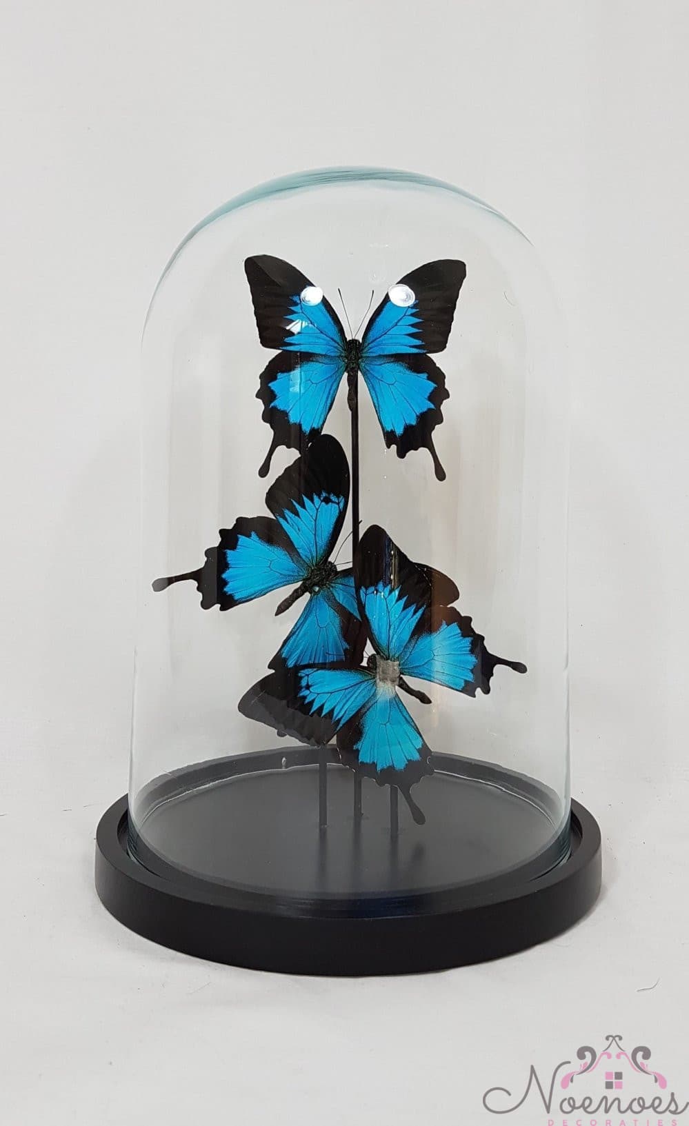 Vlinderstolp met 3 echte blauwe vlinders onder glazen stolp